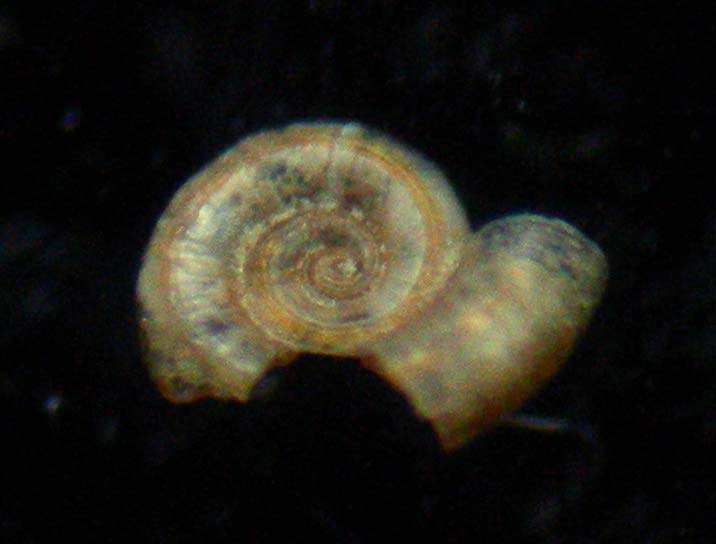 omalogyridae